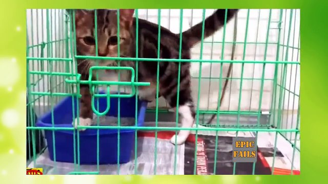 Komik Kedi Videoları Derleme 2016 En Komik hayvanlar !! - Mutlaka iZLE!