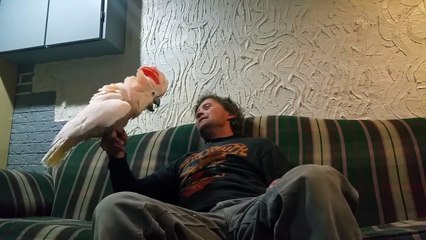 laughing bird