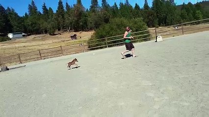 Le PLus Petit Cheval du Monde ! ADORABLE !