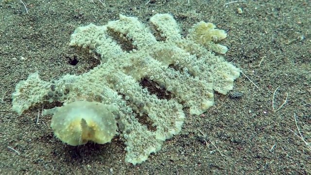 Cette créature marine très étrange est une limace de mer !