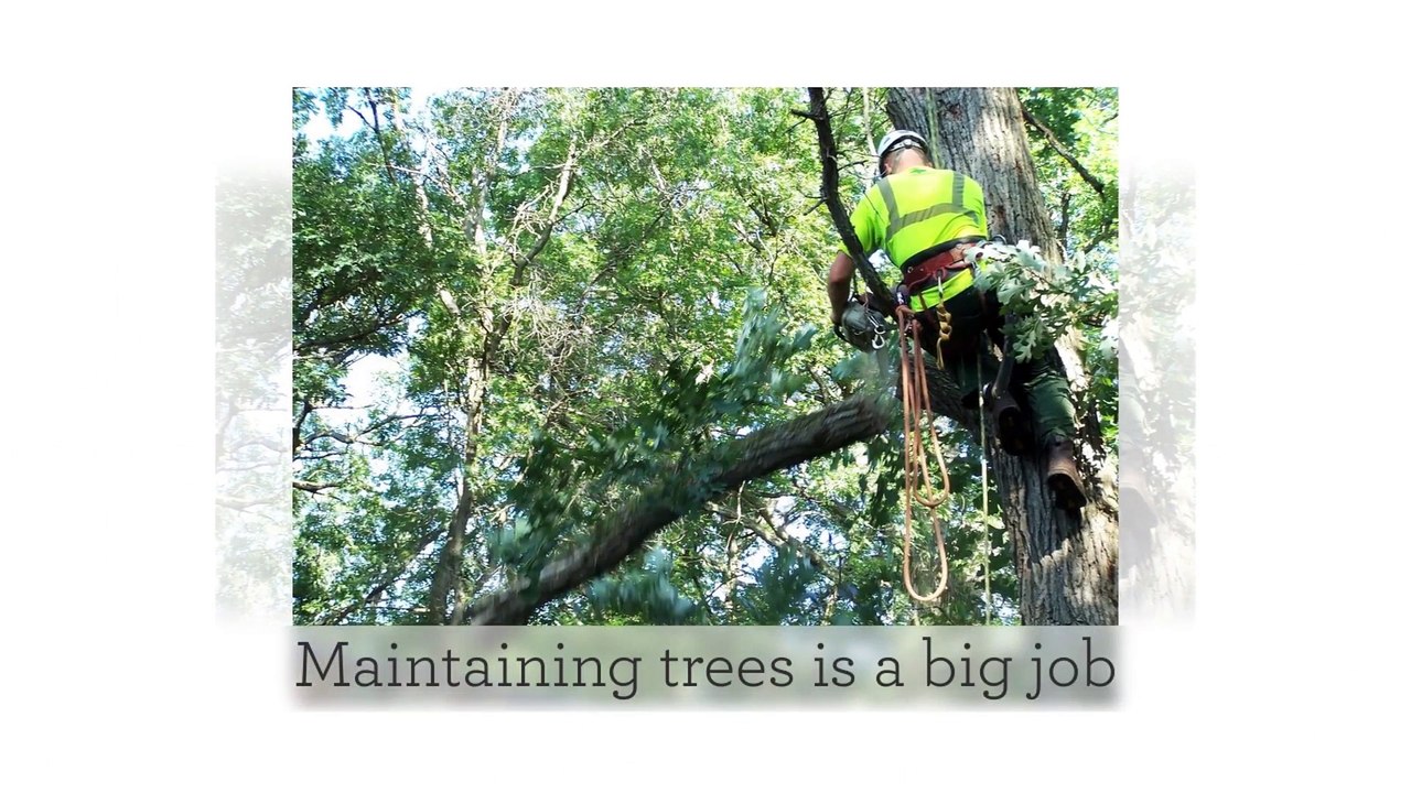 Lewis Tree Service