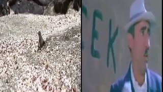 Yılan Mahallesinden Şener Şen gibi Kaçan iguana