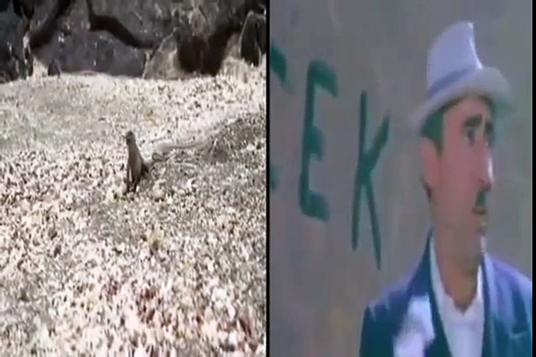 Yılan Mahallesinden Şener Şen gibi Kaçan iguana