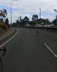 Kangaroo Takes to the Highway, Surprising Cyclists