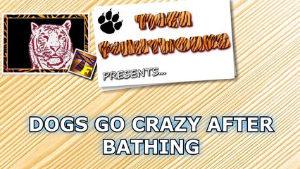 Dogs go crazy after bathing - Funny dog compilations