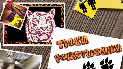 Just why would you do this - Funny fail compilation