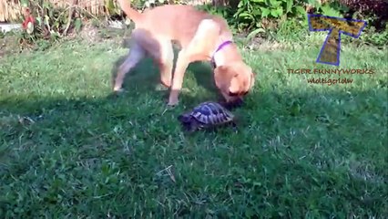 Tortoises chasing cats and dogs - Funny animal compilation
