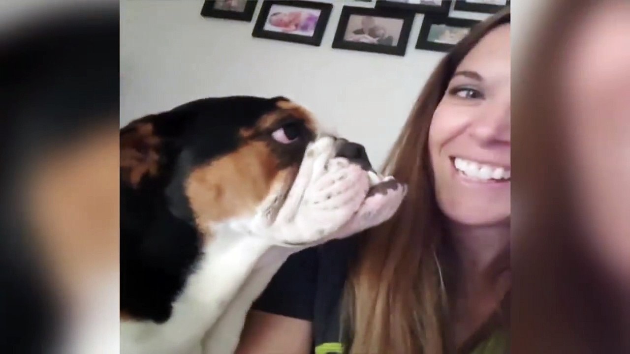 Quand ton chien veut aller promener mais que tu attends la fin de grey's anatomie