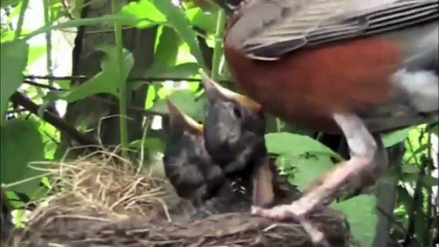 top 10 most amazing animals in the world, amazing animals - moments compilation 2016