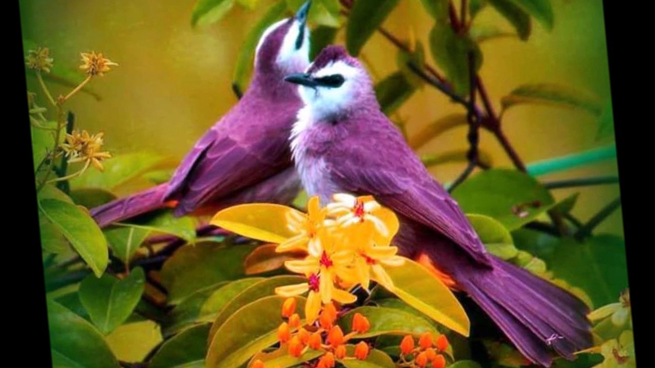 The most beautiful birds of the world