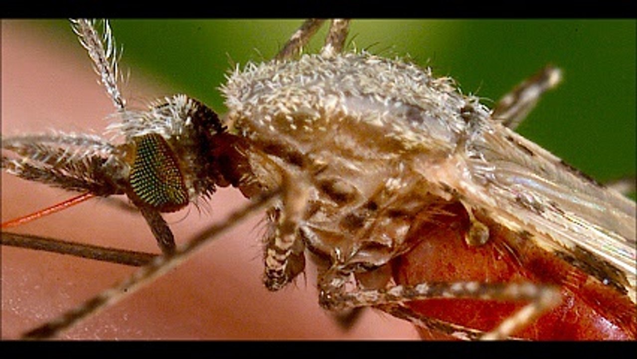 Απεντομώσεις κατσαρίδες Μεταμόρφωση 2ΙΙ.4ΙΙ4ΙΙΟ Απολυμάνσεις κατσαρίδες Μεταμόρφωση Μυοκτονίες Μεταμόρφωση μυρμήγκια σκόρο ψύλλους τσιμπούριακουνούπια μύγες ποντίκια κοριούς σαράκι Disinfestation cockroaches Metamorfosi Deratization Metamorfosi ants moth