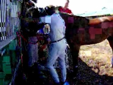 Lamotte-Beuvron 2007 Top Model