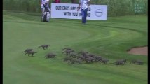 Ce gang de mangoustes a interrompu un tournoi de golf en Afrique du sud