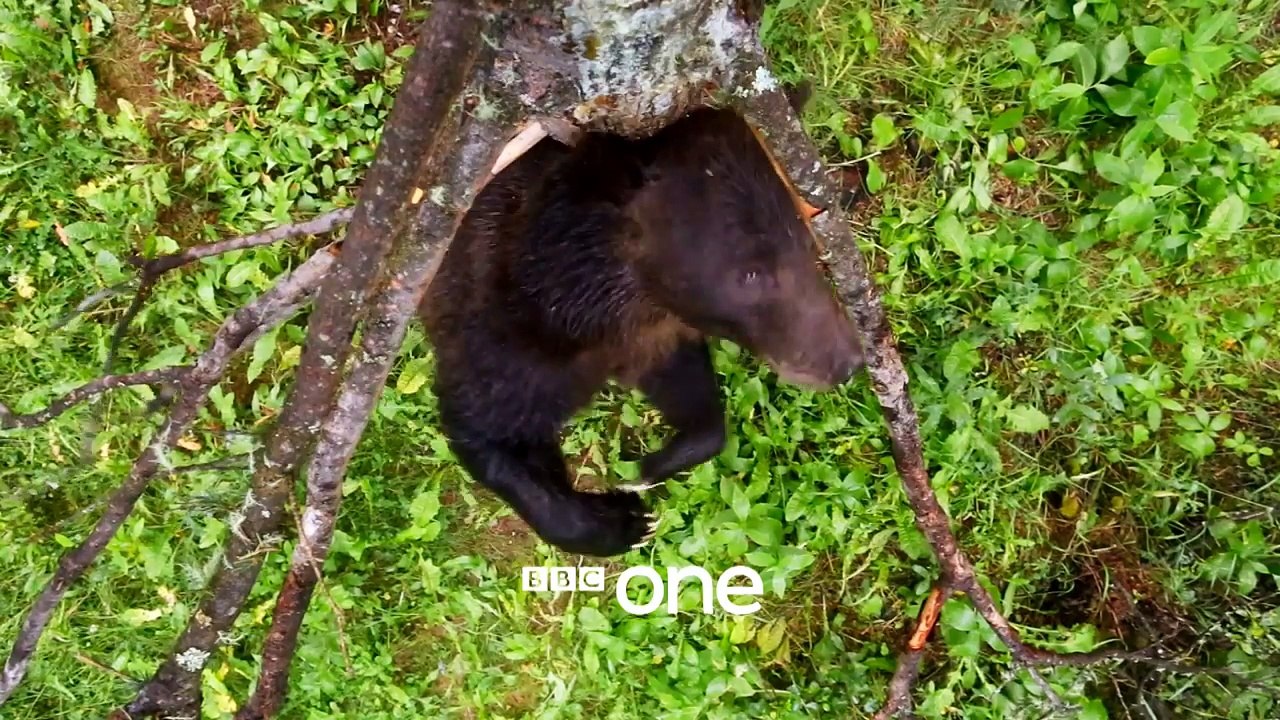 Bear dancing to The Pussycat Dolls  Planet Earth II Trailer - BBC One