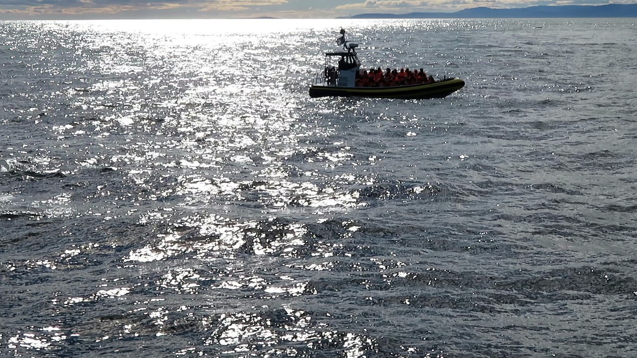 Baleines à bosse Tadoussac