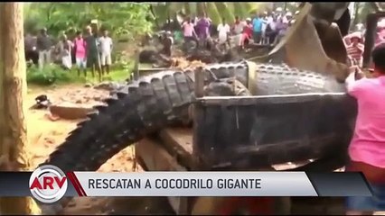 así rescataron a un mega cocodrilo de más de 2 mil libras