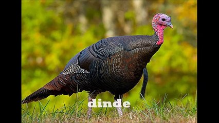 Sons danimaux pour Enfants