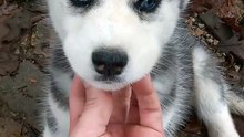 this Husky puppy need some love
