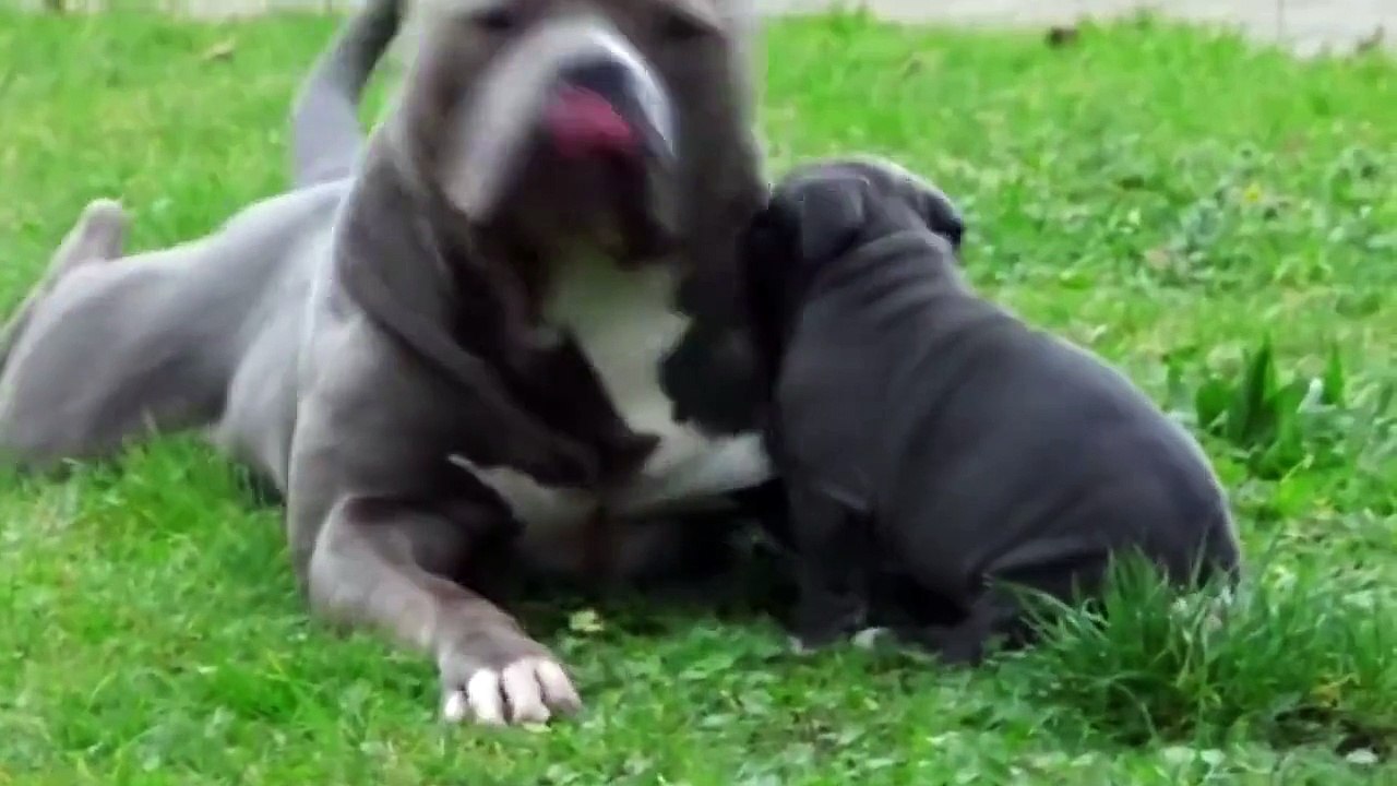Father and son Pitbull