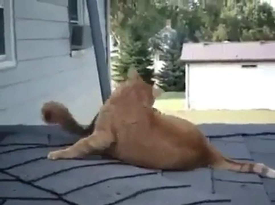 Eichhörnchen spielt mit Katze