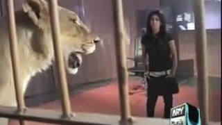 A Girl Accept Lion Dare In Waqar Zaka Show (Daring Act)