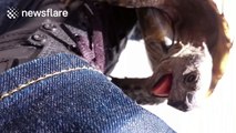 'Horny' tortoise mistakes man's shoe for female
