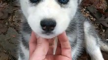 this Husky puppy need some love