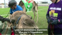 Lyon: les dromadaires, superstars d'un jour à l'hippodrome