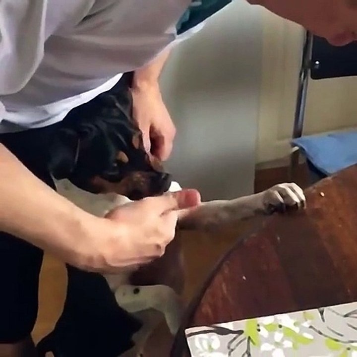 Hund bekommt die Zähne geputzt