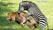 Animals Attacks On Lion Buffalo vs Lion vs zebra Animal attack Prey Fight back