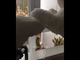 Confident Cockatoo Impressed by Persistent Teddy Bear