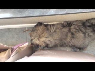 Tiny Pup Lives Up to His Name