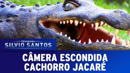 Câmera Escondida (13.11.16) - Cachorro Jacaré