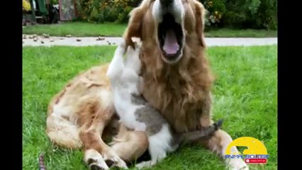 Funny cats annoying dogs - Friends Forever