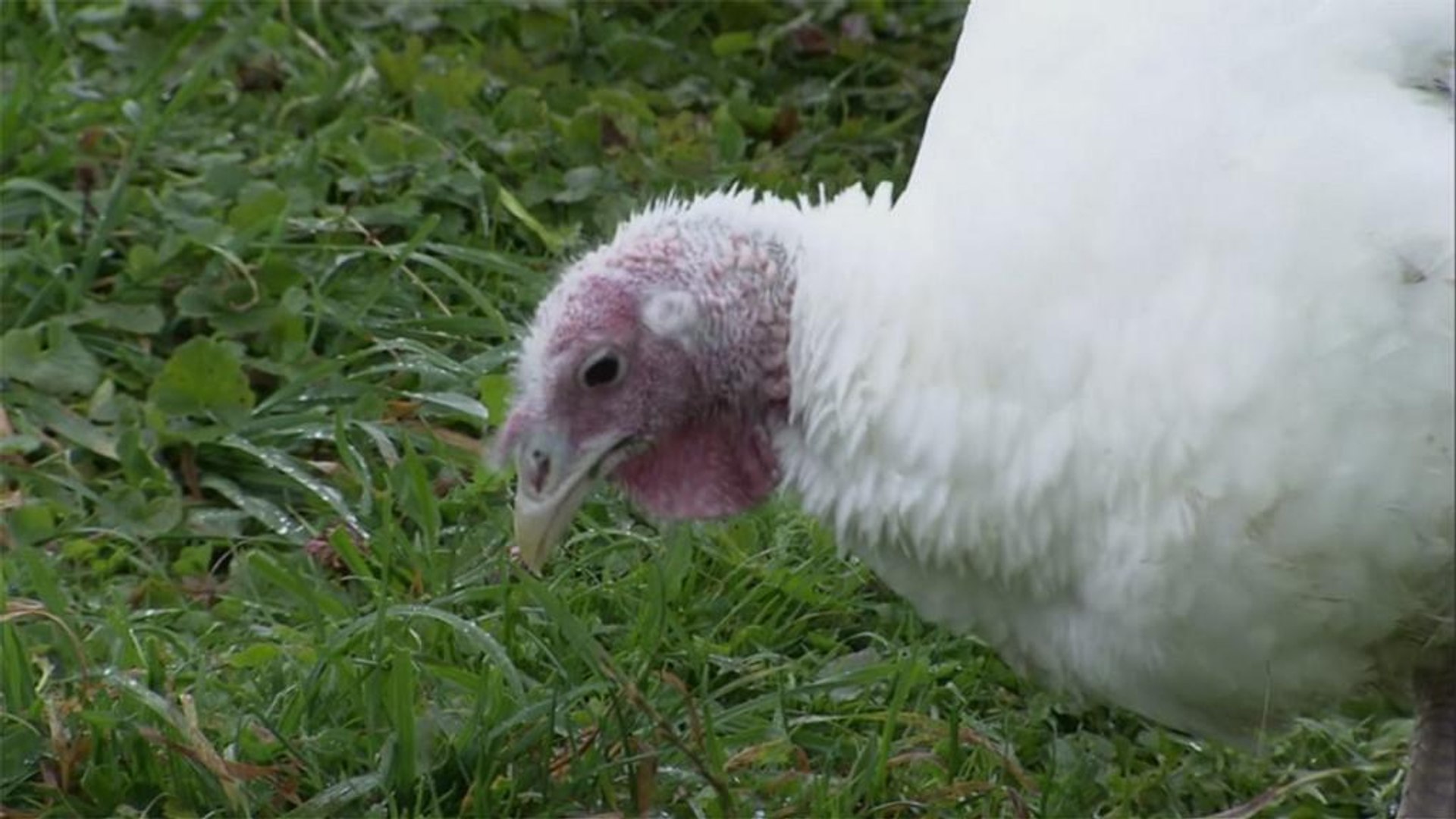 نگرانی از شیوع آنفولانزای مرغی در اروپا