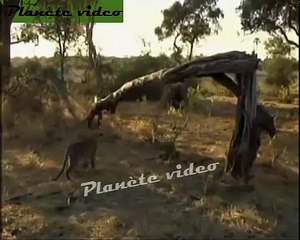 REGARDEZ !!!! L'incroyable réaction d'un léopard face au bébé du babouin qu'il vient de tuer - YouTube