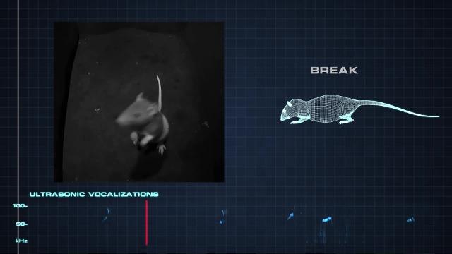 Les rats chatouilleux poussent des cris semblables au rire