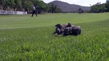 Some mongoose enjoying the golf at Sun City...
