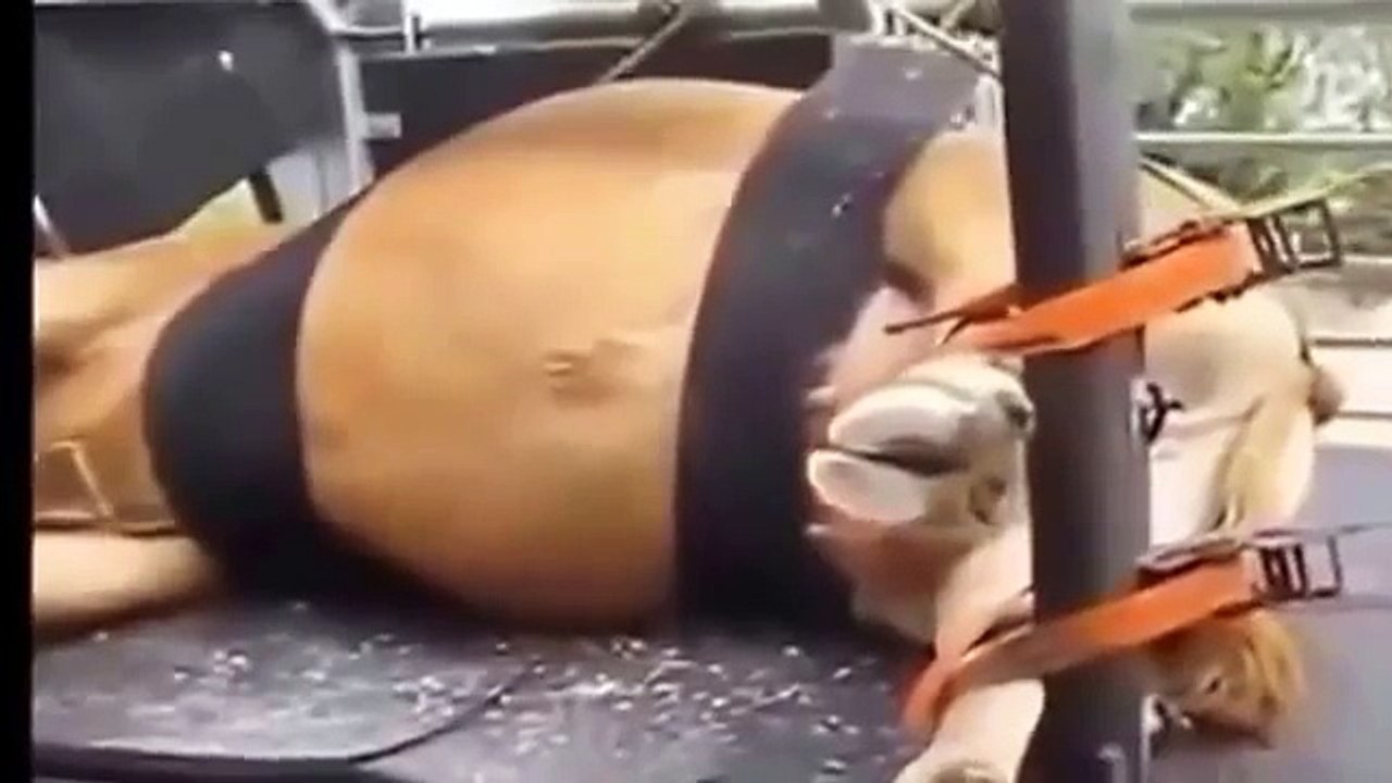 Smart Technology Modern Farming USA - Amazing Automatic milking machine, Techniques Cow Breeding P2