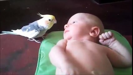 Animaladas ?  Noooo.....