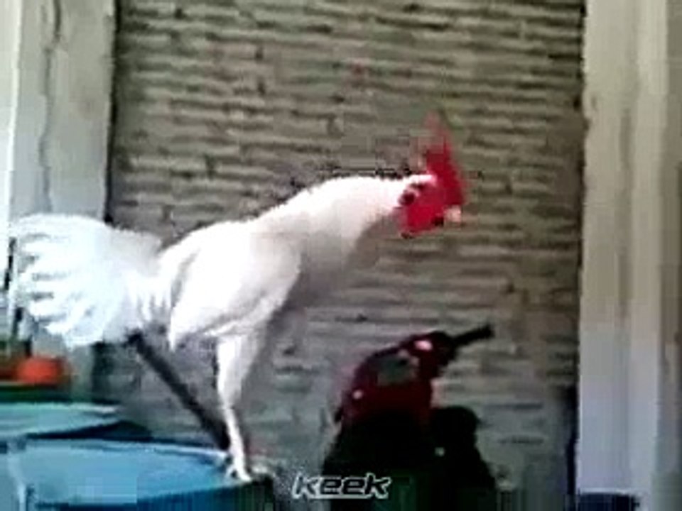 Cock_Funny_In_The_Morning(videomasti.com)