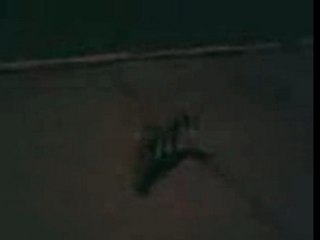 renard apprivoisé ?