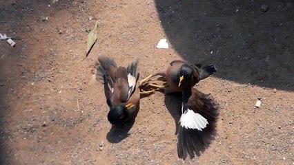 Birds Fighting In Park