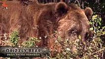 BEAR SCARE! - Grizzly with Cubs - daily motion