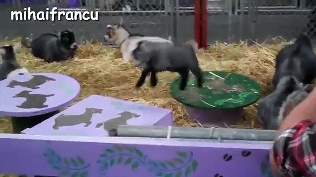 Funny_Animals_2016_[NEW_HD video]