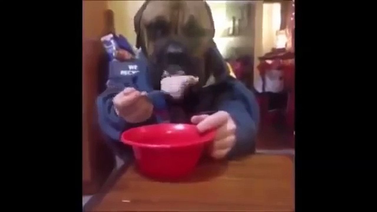 funny_Cat  Dog Animals video_2016