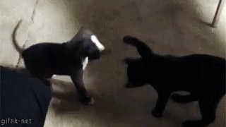 When dog learn martial cats