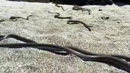 Cự đà con đào thoát ngoạn mục giữa đàn rắn bủa vây