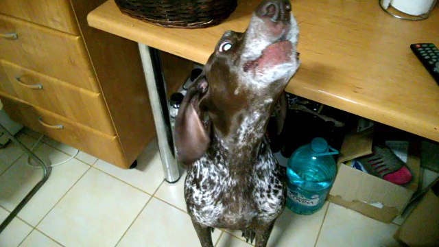 Ce chien adore chanter Cheap Trills par Sia