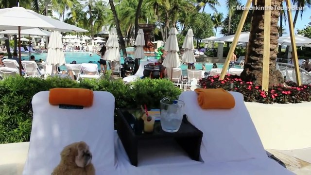 Déguisé en ours ce petit chien visite Miami !